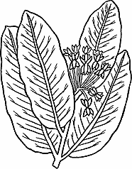 Illustration of milkweed