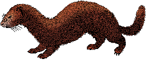 Illustration of mink