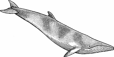 Illustration of minke whale