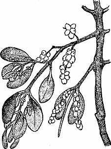 Illustration of mistletoe