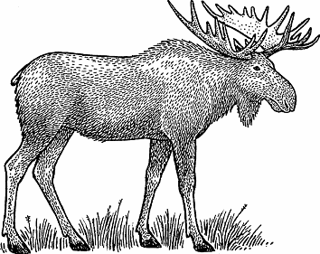 Illustration of moose