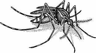 Illustration of mosquito