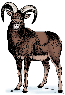 Illustration of mouflon