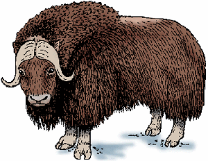 Illustration of musk ox