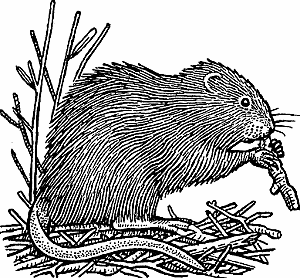 Illustration of muskrat