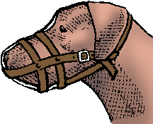 Illustration of muzzle