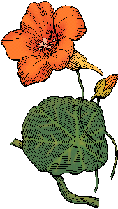 Illustration of nasturtium