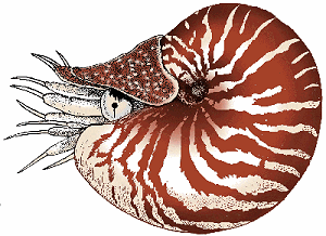 Illustration of nautilus