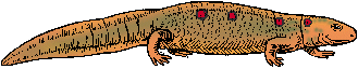 Illustration of newt