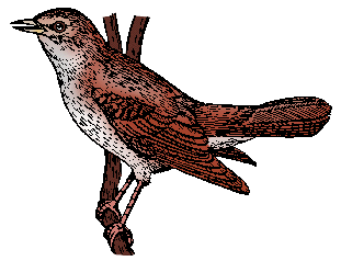 Illustration of nightingale