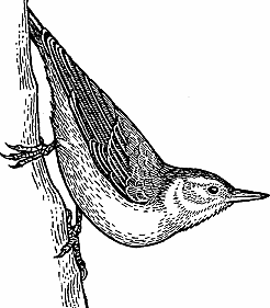 Illustration of nuthatch