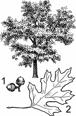Illustration of oak