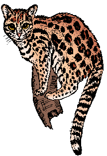 Illustration of ocelot