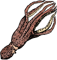 Illustration of octopus