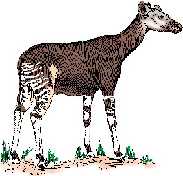 Illustration of okapi
