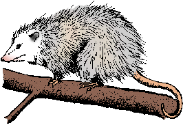 Illustration of opossum