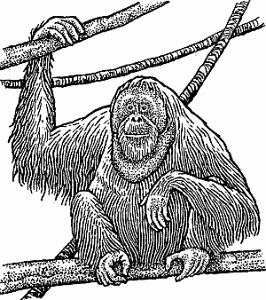 Illustration of orangutan