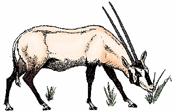 Illustration of oryx