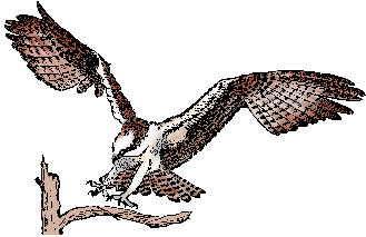 Illustration of osprey