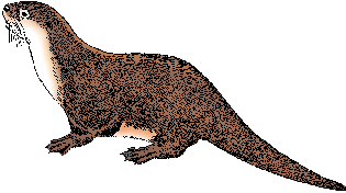 Illustration of otter