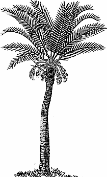 Illustration of palm