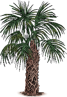 Illustration of palmetto