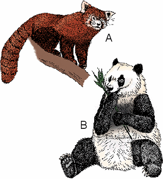 Illustration of panda