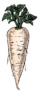 Illustration of parsnip