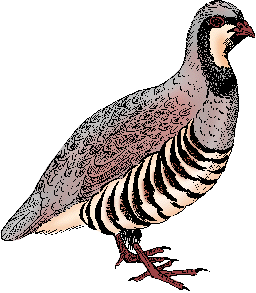 Illustration of partridge