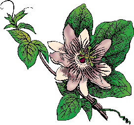 Illustration of passionflower