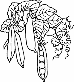 Illustration of pea
