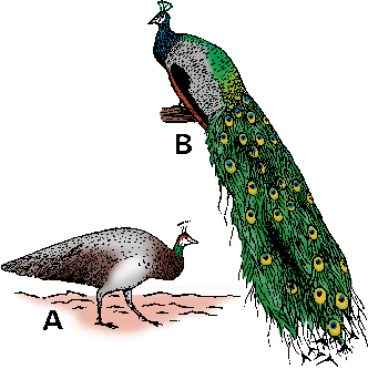Illustration of peafowl