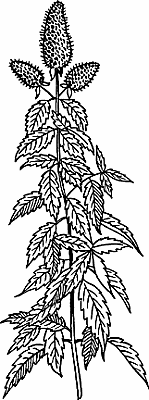 Illustration of peppermint