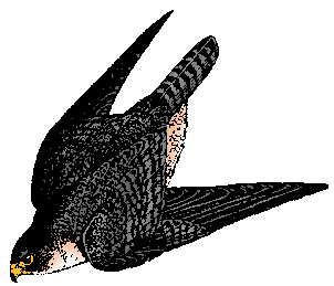 Illustration of peregrine falcon