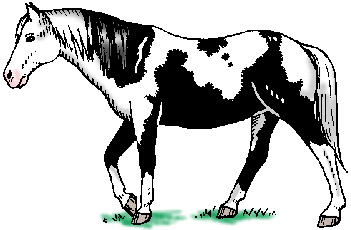 Illustration of pinto