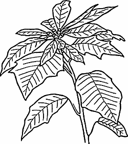 Illustration of poinsettia