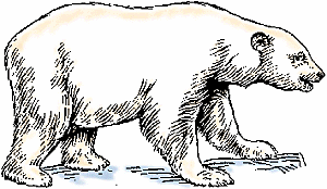 Illustration of polar bear