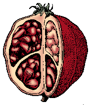 Illustration of pomegranate