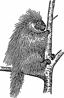 Illustration of porcupine