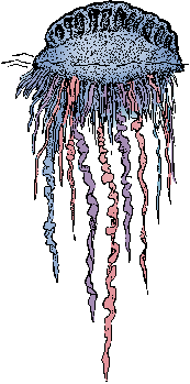 Illustration of <span class=syl>portuguese man<span class=sylbreak>-</span>of<span class=sylbreak>-</span>war</span>