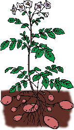 Illustration of potato