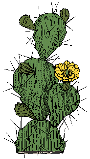Illustration of prickly pear