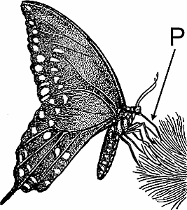 Illustration of proboscis