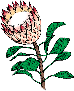 Illustration of protea