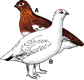 Illustration of ptarmigan