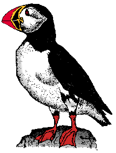 Illustration of puffin