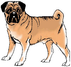 Illustration of pug