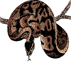 Illustration of python