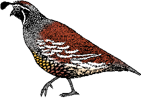 Illustration of quail