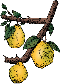 Illustration of quince
